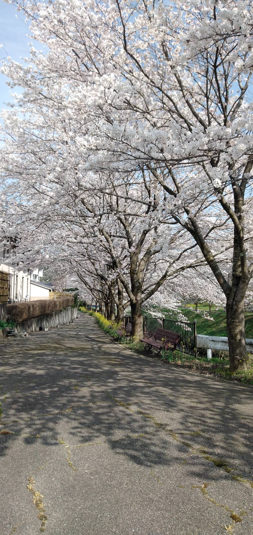 河北潟道路の桜（３月３１日撮影）