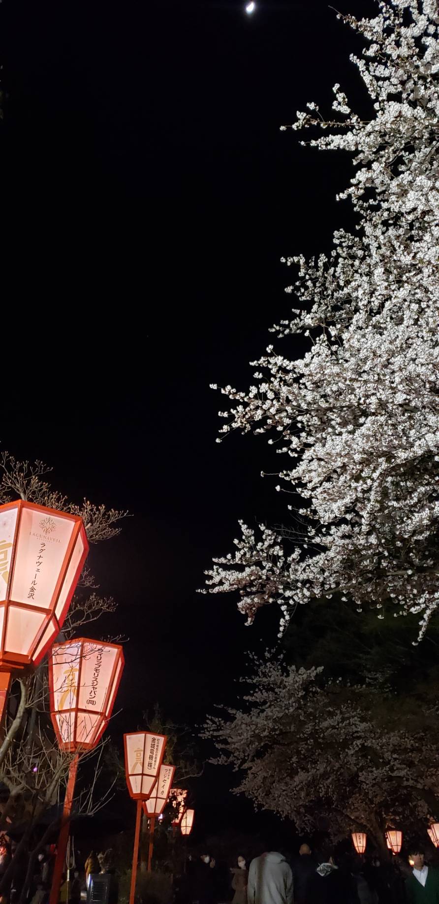 兼六園の桜（３月３１日撮影）