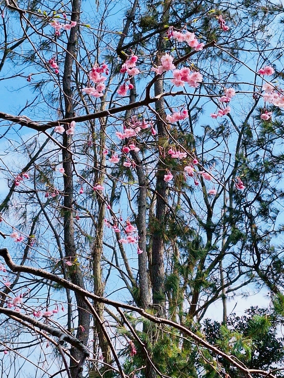 桜を満喫しました！